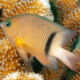 picture of Plectroglyphidodon dickii