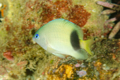 Plectroglyphidodon johnstonianus Pomacentridae