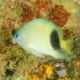 picture of Plectroglyphidodon johnstonianus