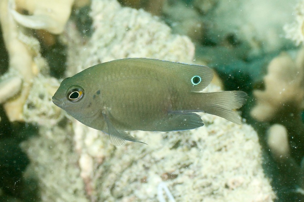 Pomacentrus adelus
