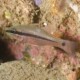 picture of Pristiapogon fraenatus