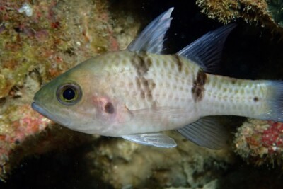 Pristicon trimaculatus Apogonidae