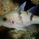 picture of Pristicon trimaculatus