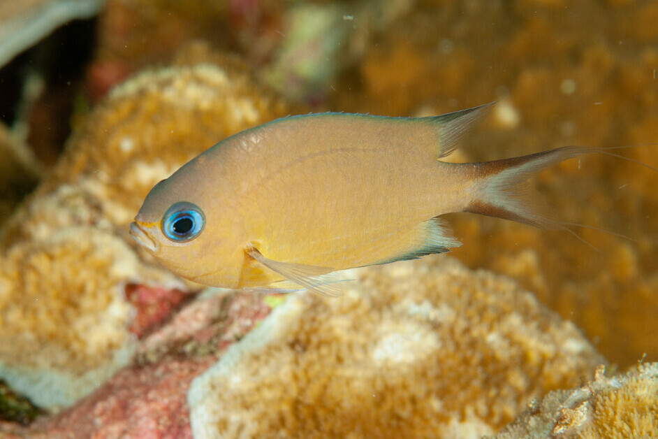 Pycnochromis amboinensis