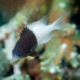 picture of Pycnochromis iomelas