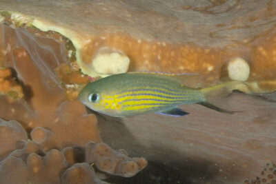 Pycnochromis vanderbilti Pomacentridae