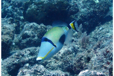 baliste picasso demi-lune Balistidae