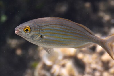 salpa Sparidae