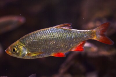scardola europea Leuciscidae
