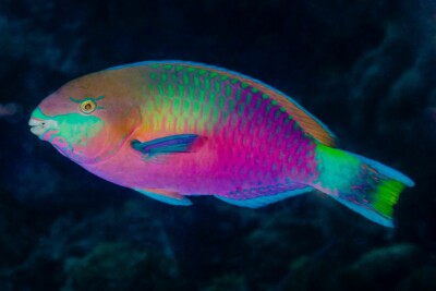 Scarus quoyi Scaridae