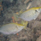 picture of Siganus fuscescens