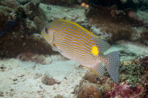 Siganus lineatus