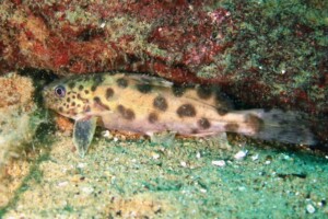 Synodontis njassae