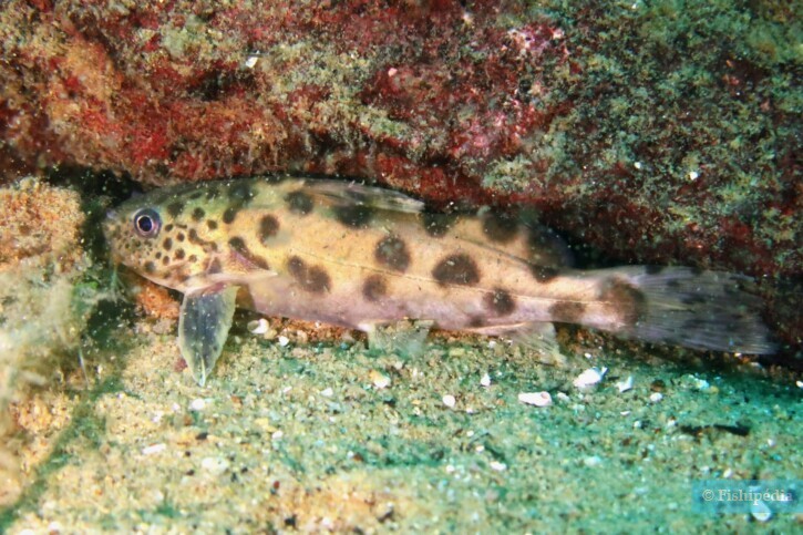 Synodontis njassae