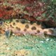 picture of Synodontis njassae