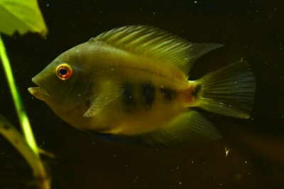 Uaru amphiacanthoides Cichlidae