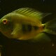 picture of Uaru amphiacanthoides