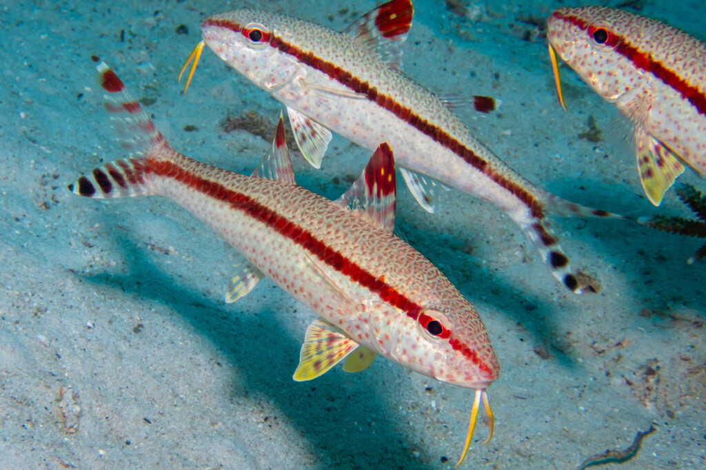 Upeneus tragula
