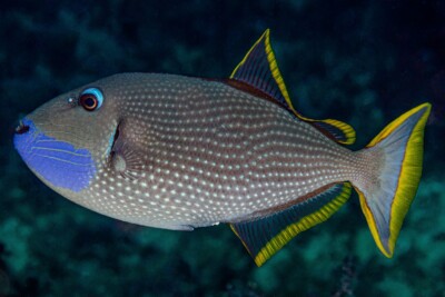 Xanthichthys auromarginatus Balistidae