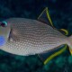 picture of Xanthichthys auromarginatus