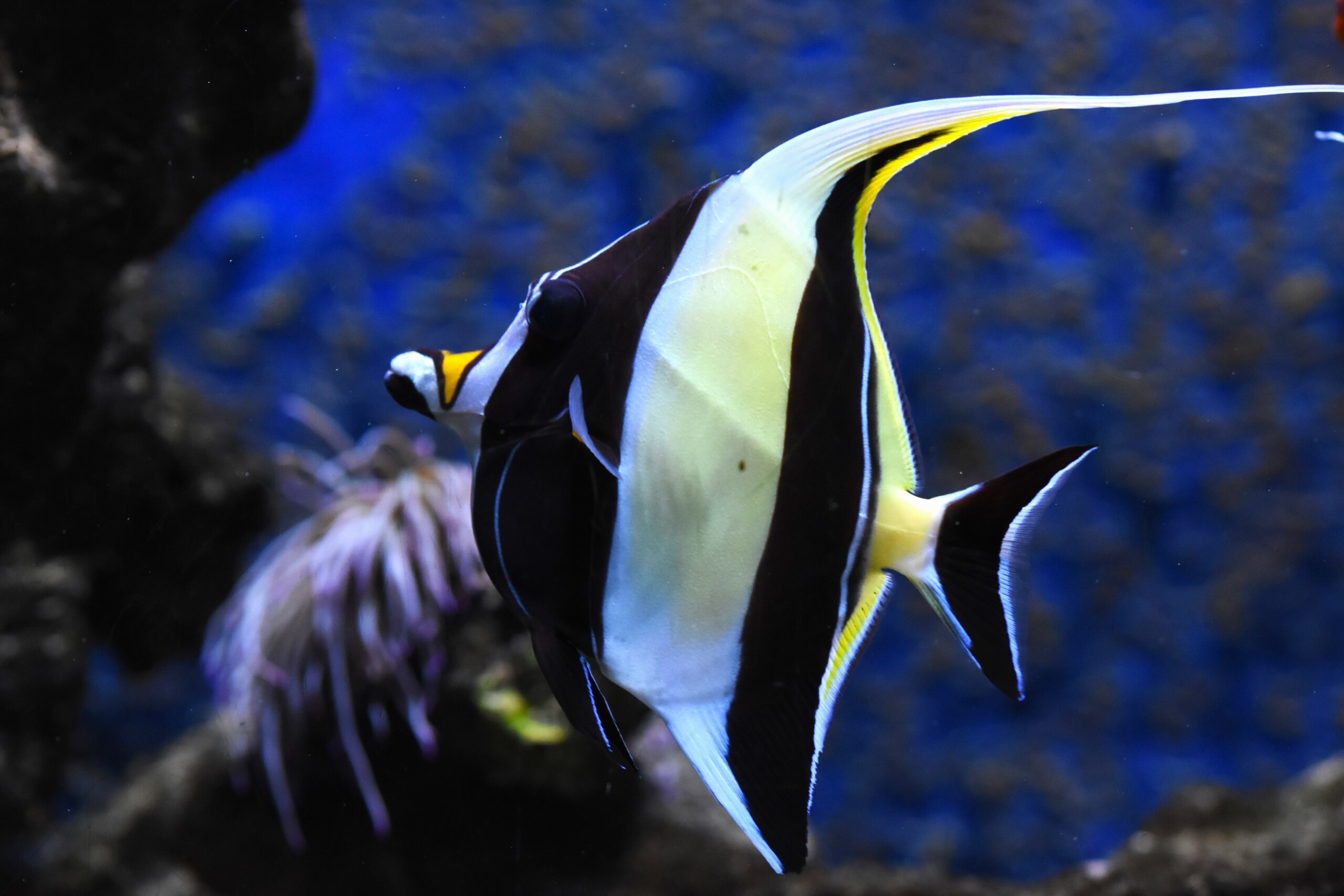 Zanclus cornutus