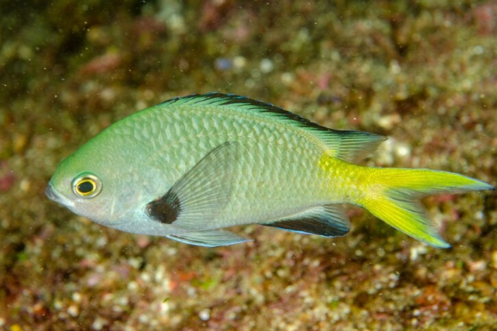 Chromis kennensis