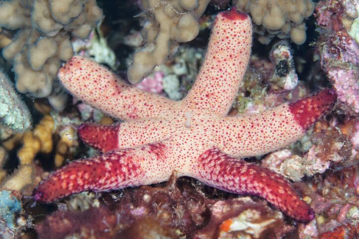 Echinaster luzonicus