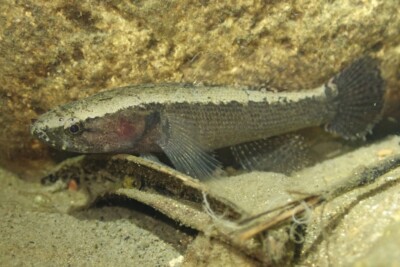 Eleotris brun Eleotridae