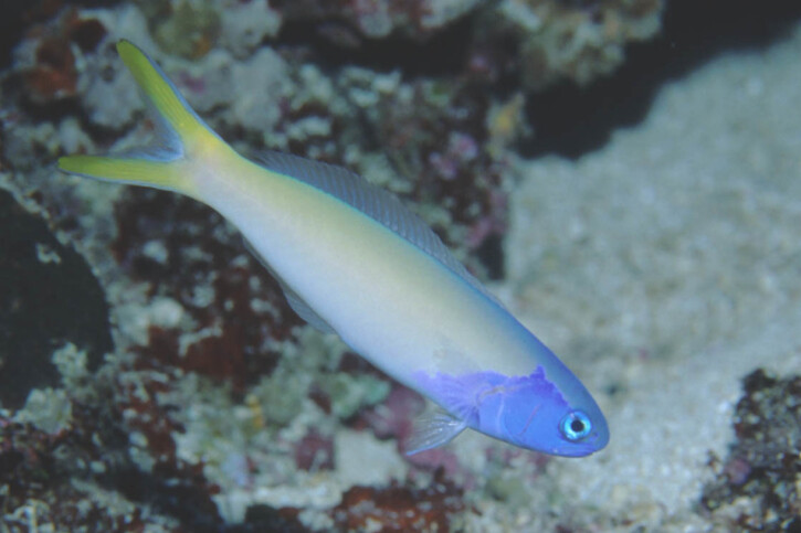 Hoplolatilus starcki