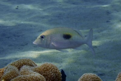 Lethrinus harak Lethrinidae