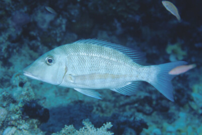 Lethrinus obsoletus Lethrinidae