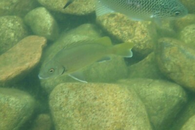 Mesopristes argenteus Terapontidae