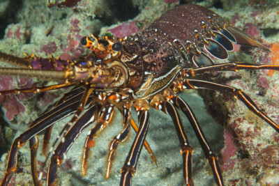 Panulirus longipes Palinuridae