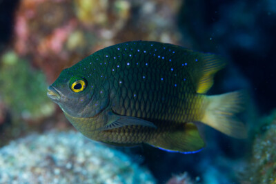 Plectroglyphidodon lacrymatus Pomacentridae