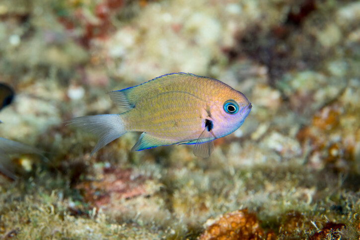 Pycnochromis pacifica