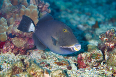 baliste masqué Balistidae