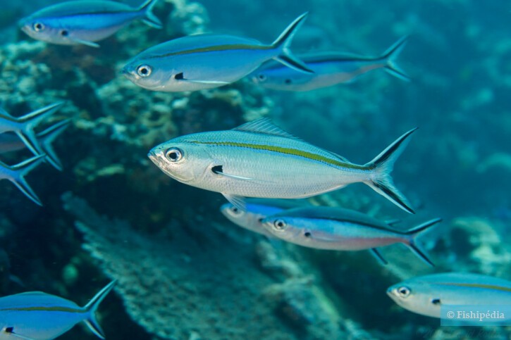 Caesio caerulaurea