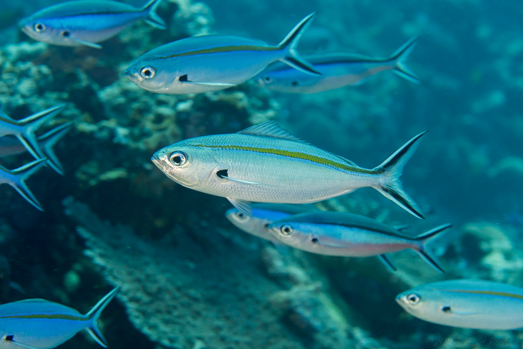 Caesio caerulaurea