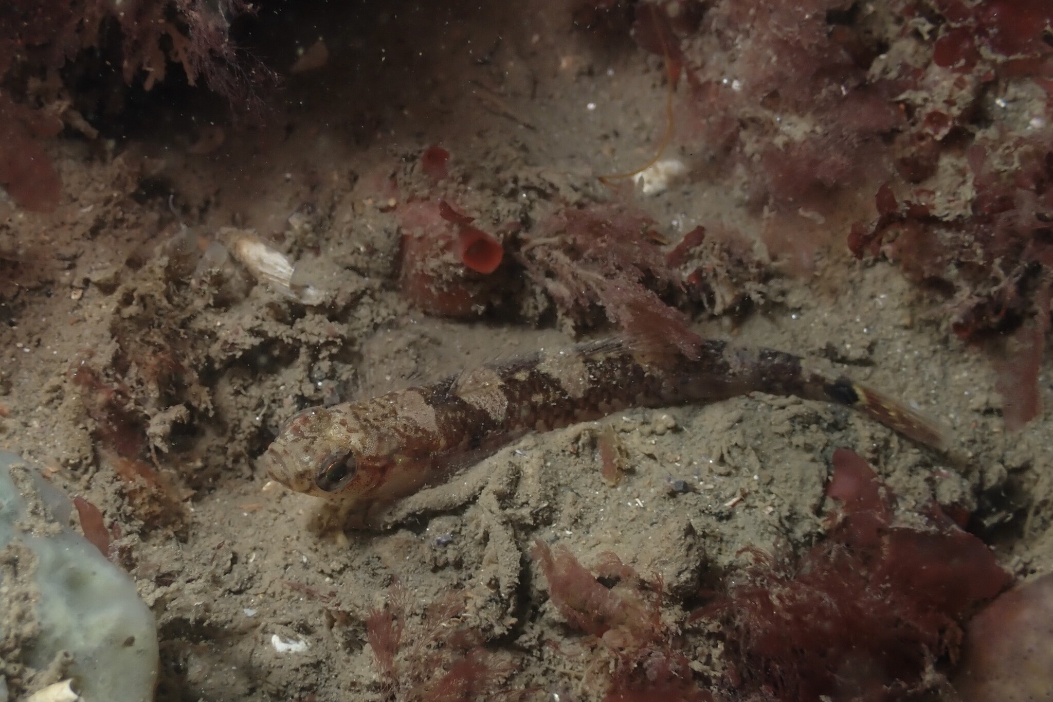 Pomatoschistus flavescens