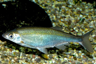 Ablette Leuciscidae