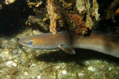 anguilla Anguillidae