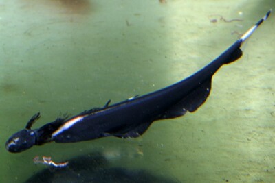 Apteronotus albifrons Apteronotidae