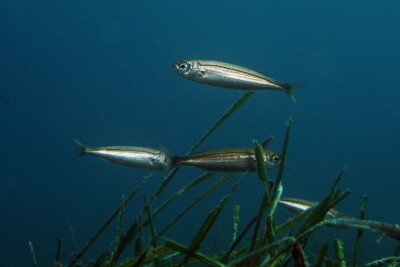 bogue Sparidae
