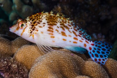 Cirrhitichthys falco Cirrhitidae