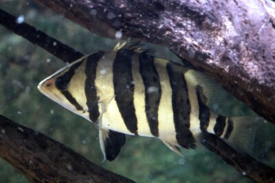 Datnioides polota lobotidae