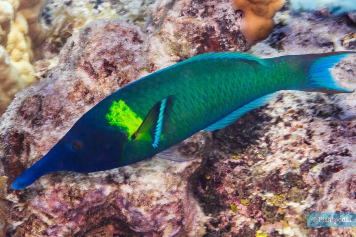 Gomphosus varius