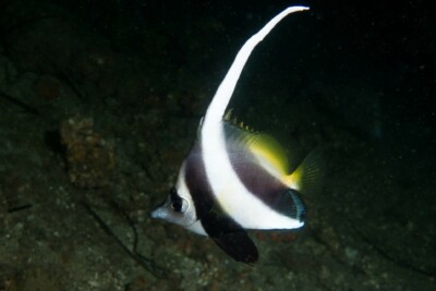 Heniochus acuminatus Chaetodontidae