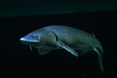 Huso huso Acipenseridae