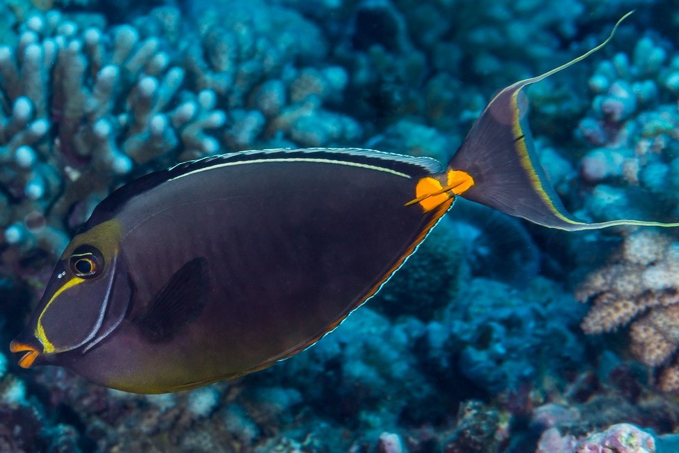 Naso lituratus