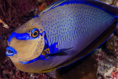 Naso vlamingii Acanthuridae